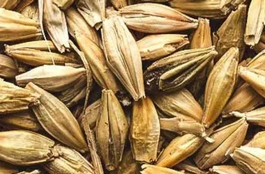 Barley