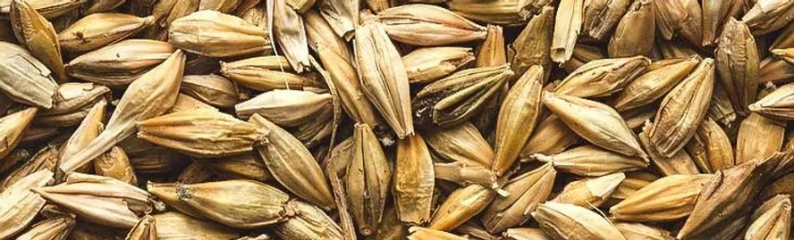 Barley