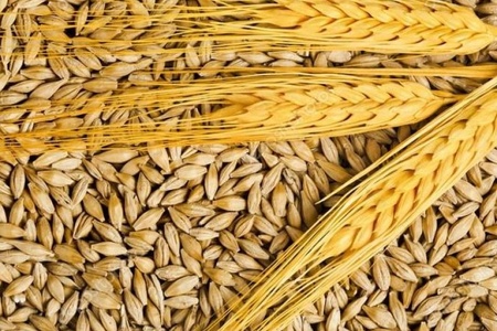 Barley