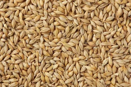Barley