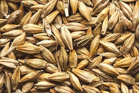 Barley