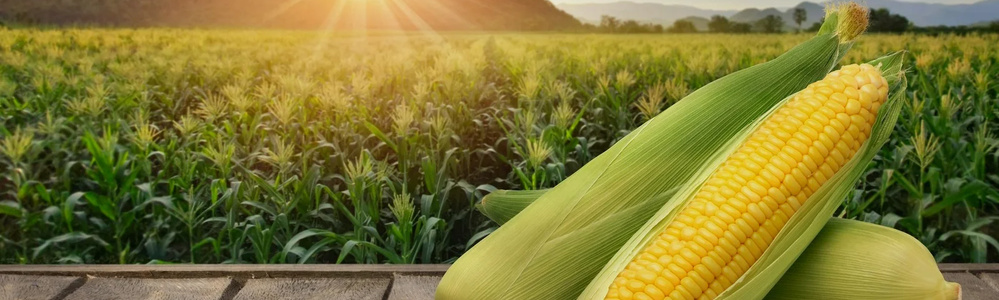 Corn