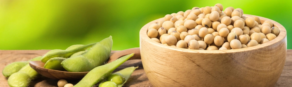 Soybean