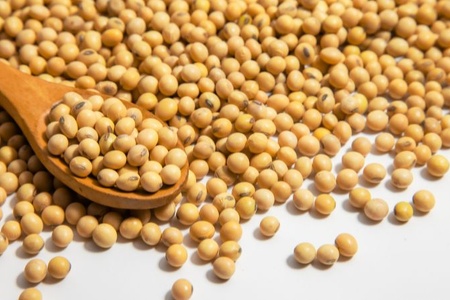 Soybean