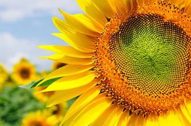 Sunflower Seed