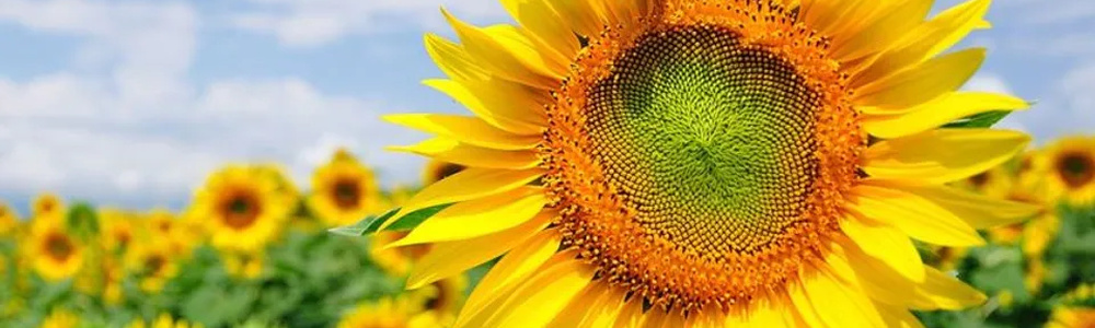 Sunflower Seed