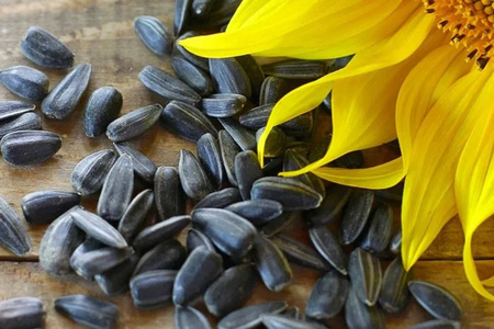 Sunflower Seed