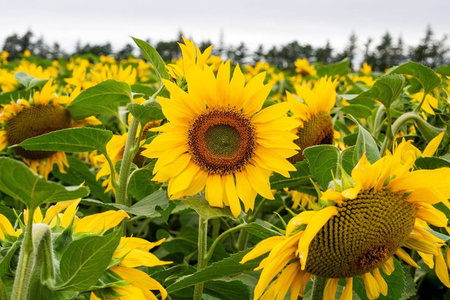 Sunflower Seed