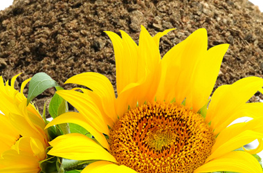 Sunflower Meal
