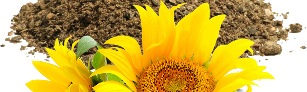 Sunflower Meal