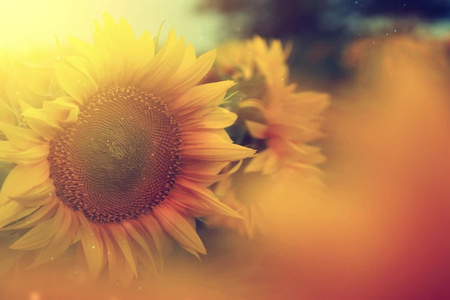 Sunflower Oil