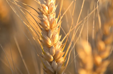 Wheat