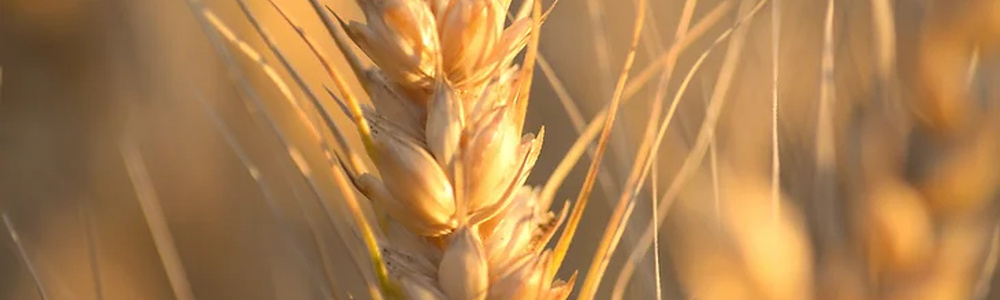 Wheat