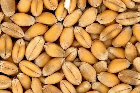 Wheat