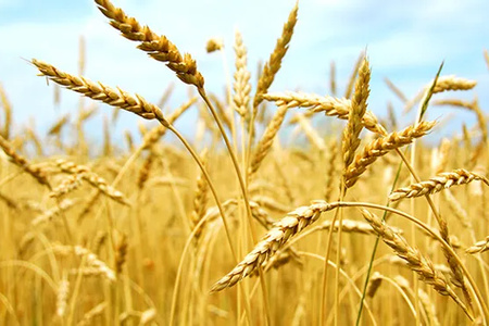 Wheat